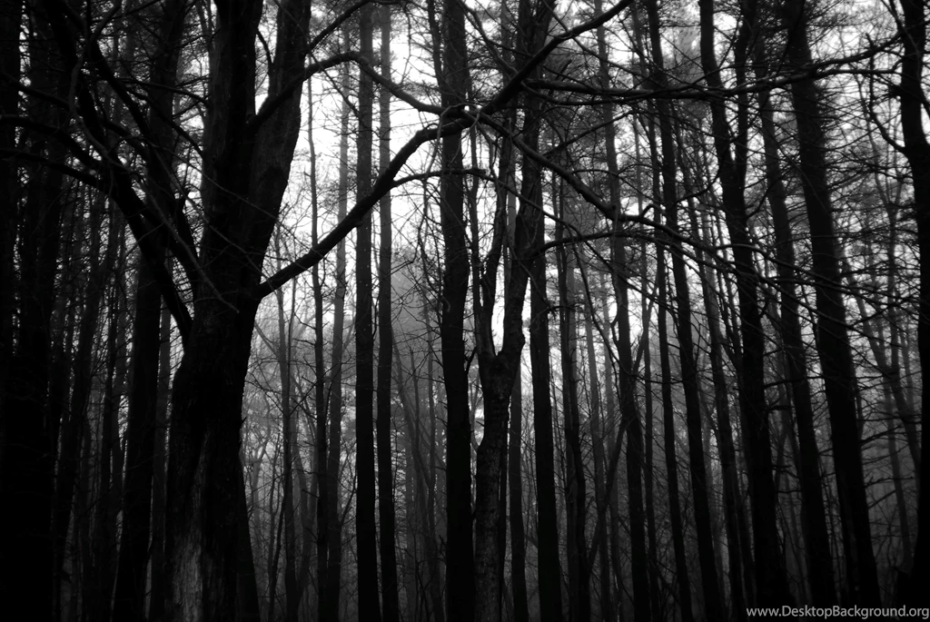 Download Dark Forest Backgrounds Photo Wallpapers