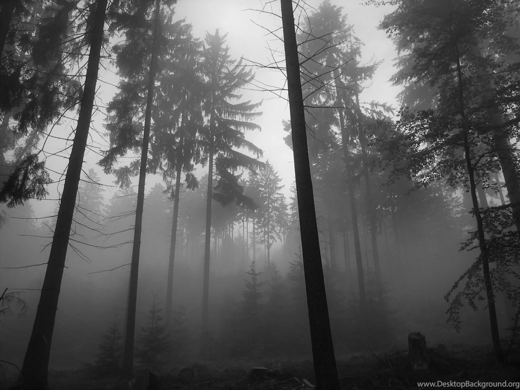 Dark Forest HD Wallpapers