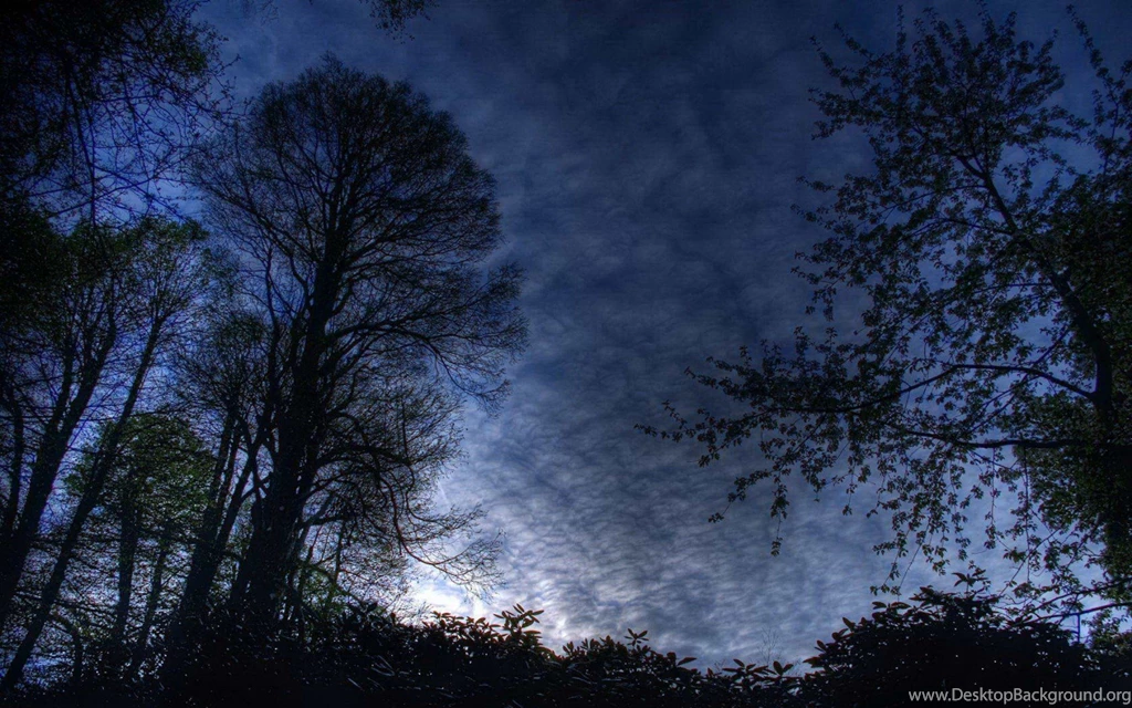 High Quality Dark Forest Wallpapers