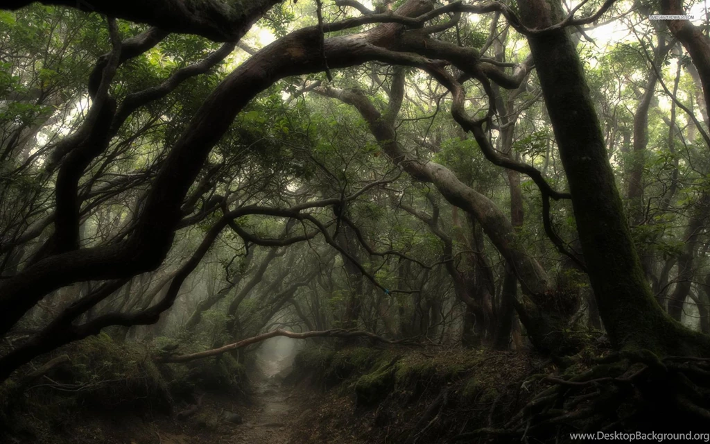 Dark Forest Widescreen Wallpapers Mbagusi.com