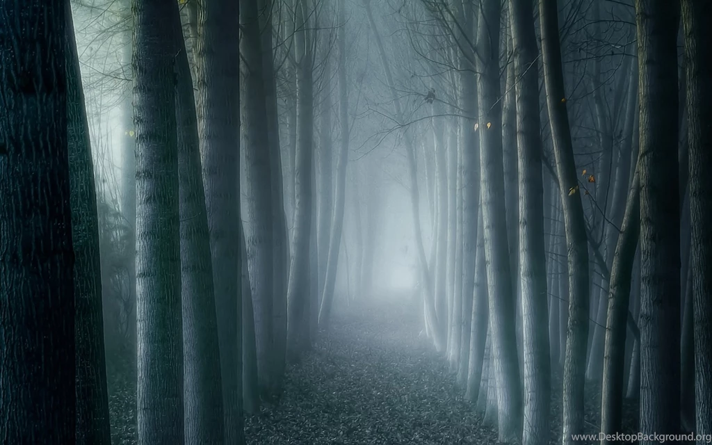 Dark Forest Wallpapers HD Resolution Uncalke.com