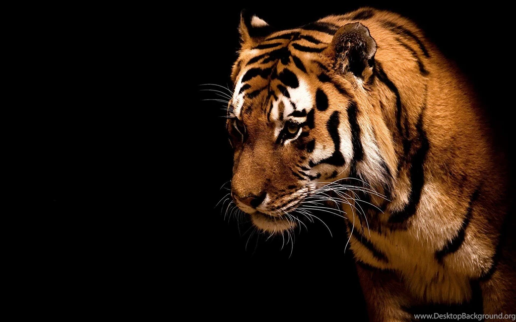 Tiger Full Screen Picture High Resolution Wallpapers / Wallpapers ...