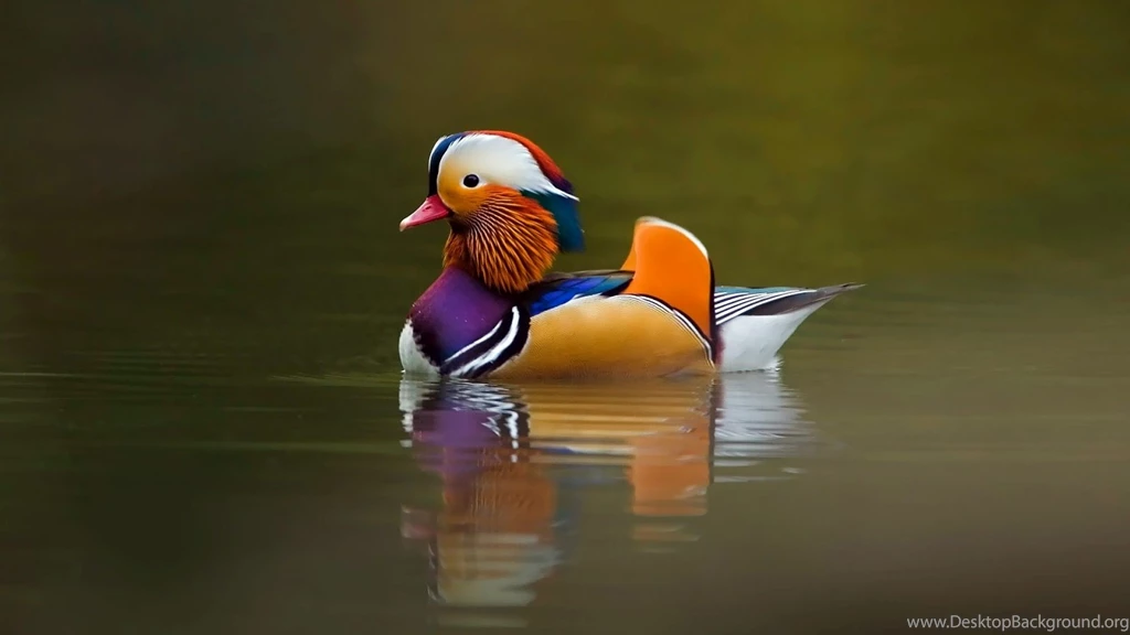 Birds Wallpapers,colorful Picture Of Birds,high Resolution Birds ...