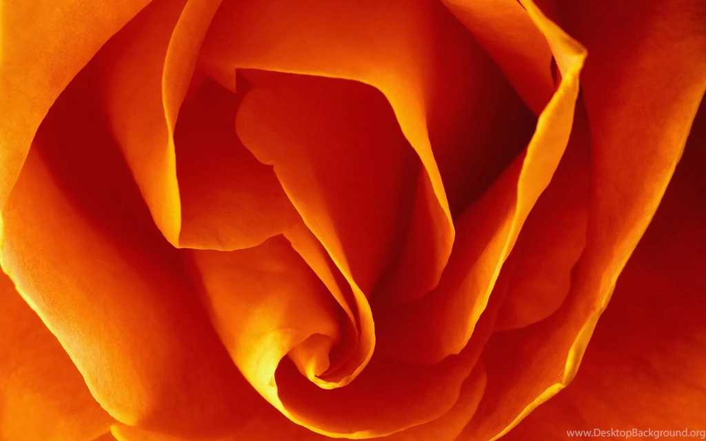 Free Orange Roses Wallpapers