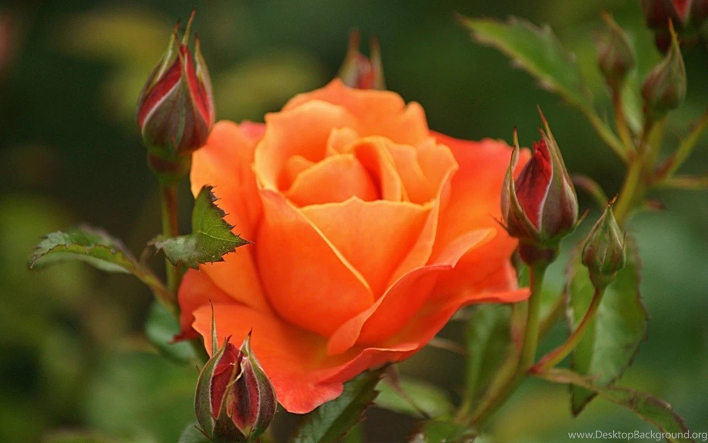 Beautiful Orange Roses