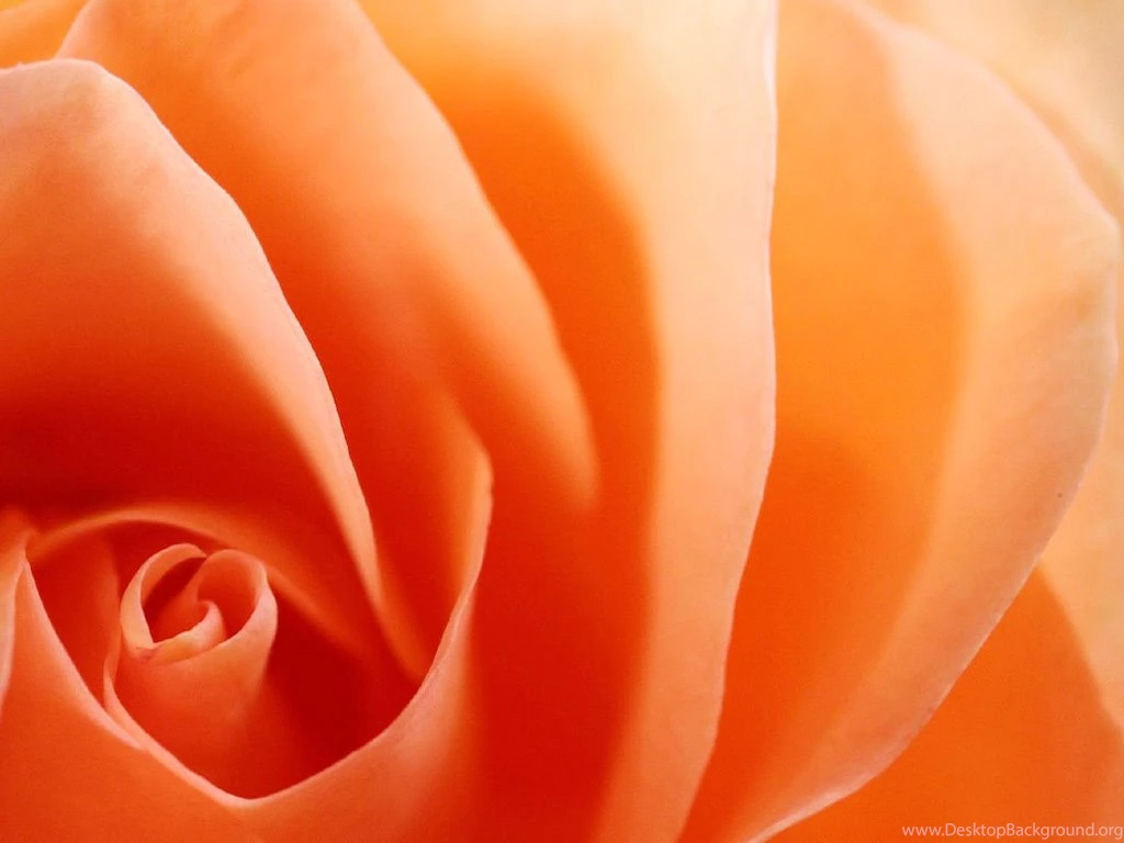 Flowers Photography Beautiful Flower Photos