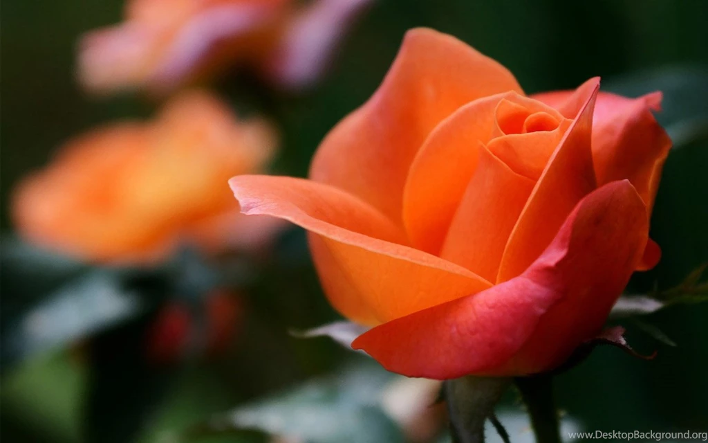 Love Flowers   Orange Rose   Wallpapers