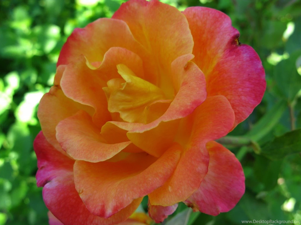 Orange Rose HD Wallpapers