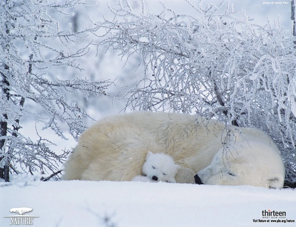 Wallpaper: Bear Wallpapers Desktop