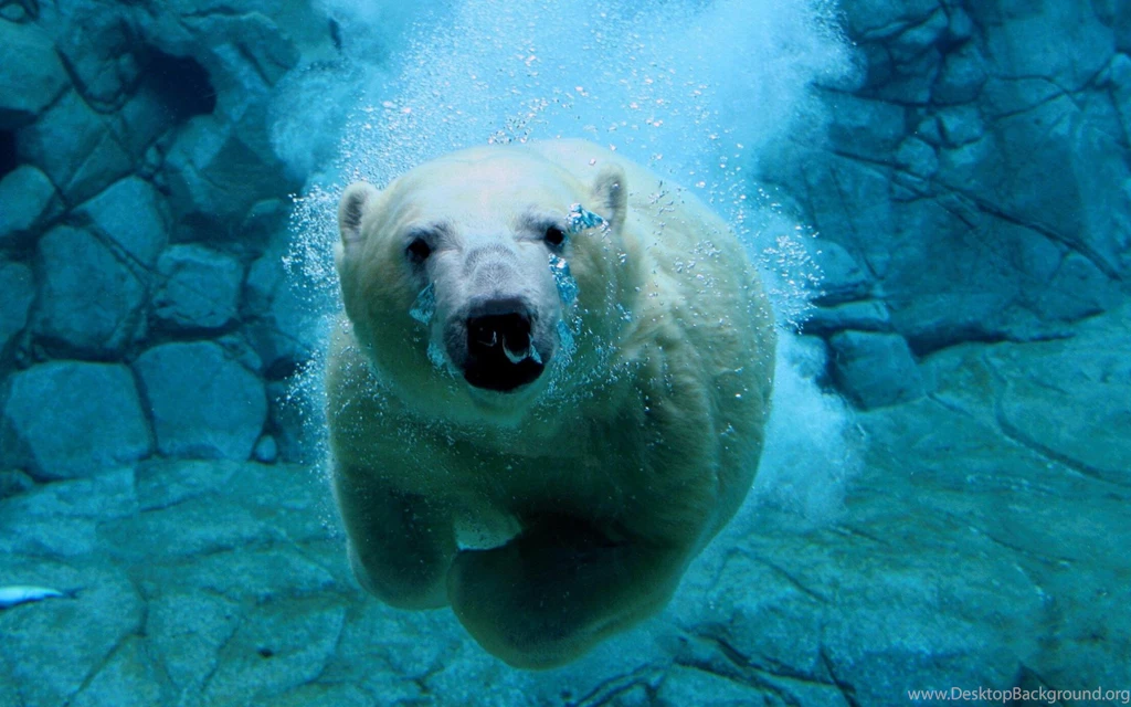 Polar Bear Computer Wallpapers 10657 Pacify Mind