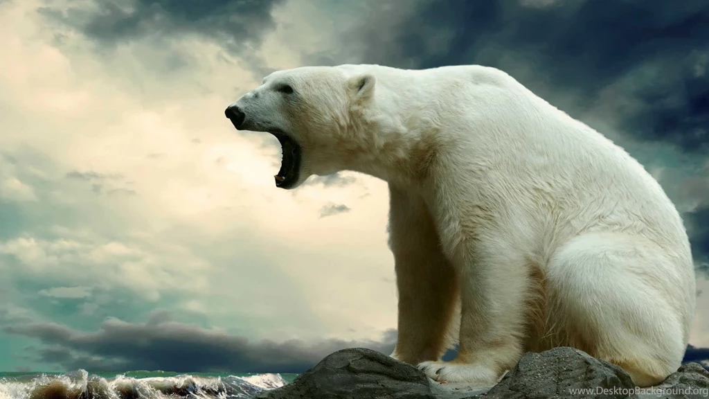 Polar Bear Wallpapers Wallpaper Cave