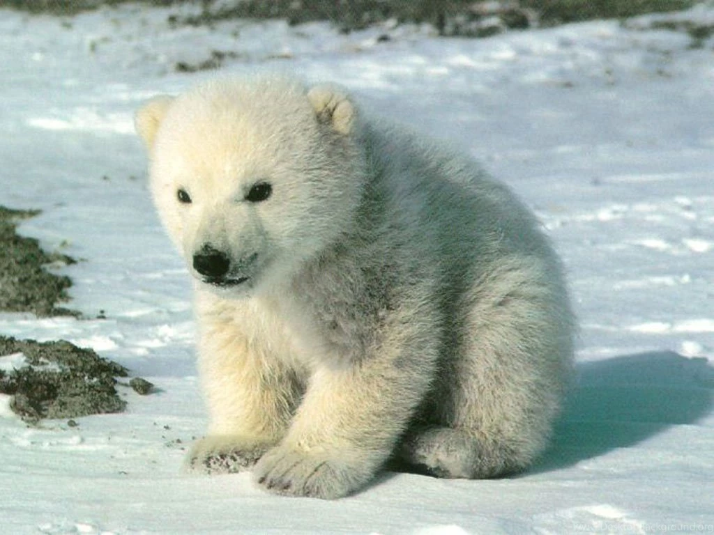 13 Quality Polar Bear Wallpapers, Animals