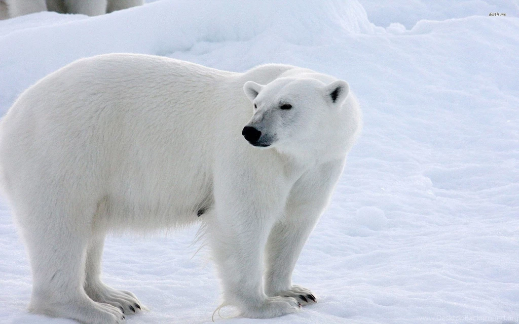 High Resolution Arctic Animal Polar Bear Wallpapers HD 22 Full Size ...