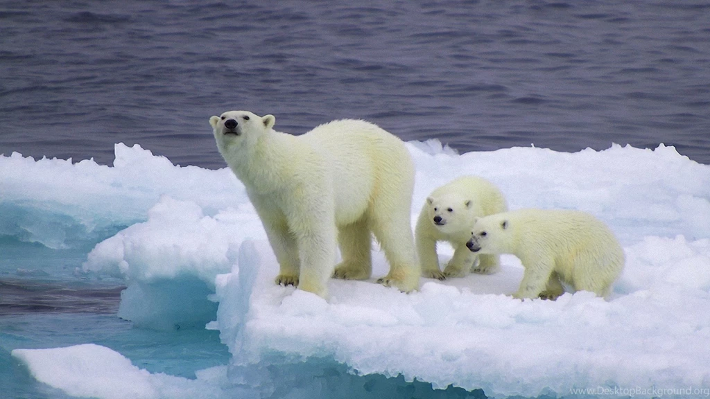 Bear Family Wallpapers HD Wallpaper Backgrounds Of Your Choice