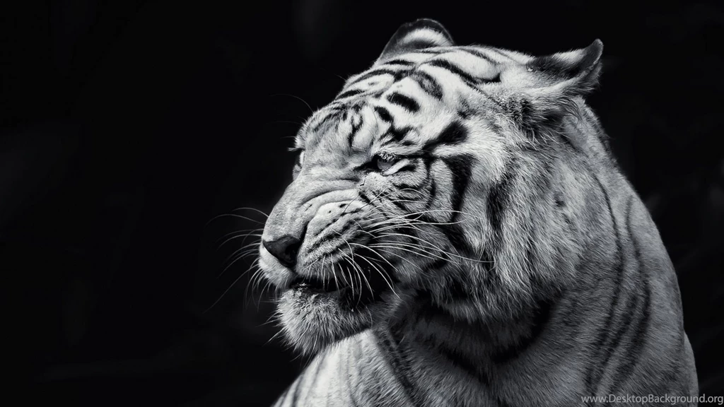 Wallpapers Hd White Tiger