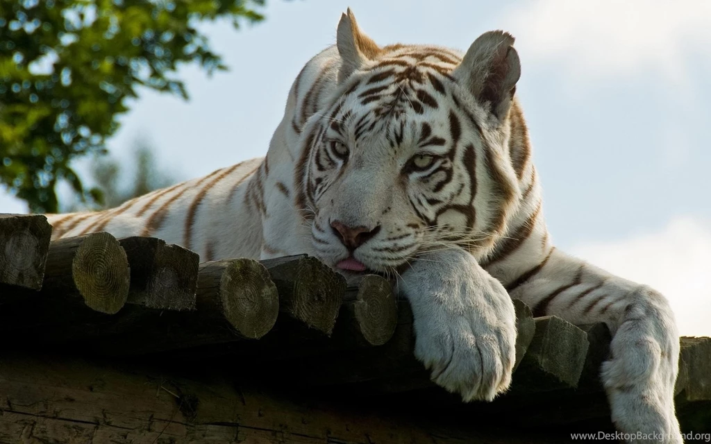 Handsome White Tiger Wallpapers HD / Desktop And Mobile Backgrounds