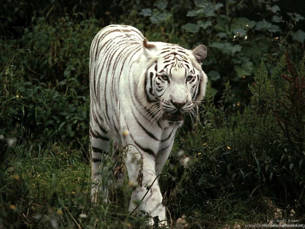 White Tiger Desktop Wallpapers