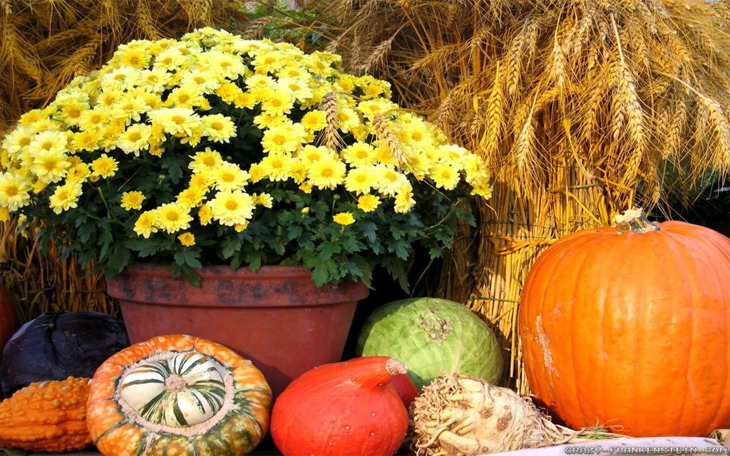 Thanksgiving Day Scene Wallpapers   Crazy Frankenstein