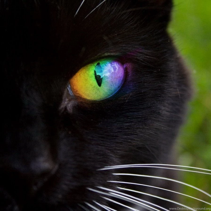 Cats: Black Cat Rainbow Eyes Free Download Wallpapers For HD 16:9 ...