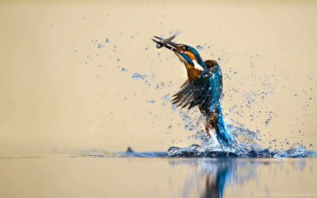 Kingfisher Bird HD Wallpapers For Desktop
