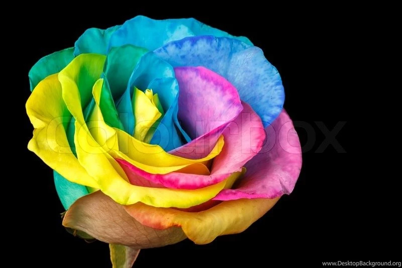 Rainbow Rose Flower Against A Black Backgrounds