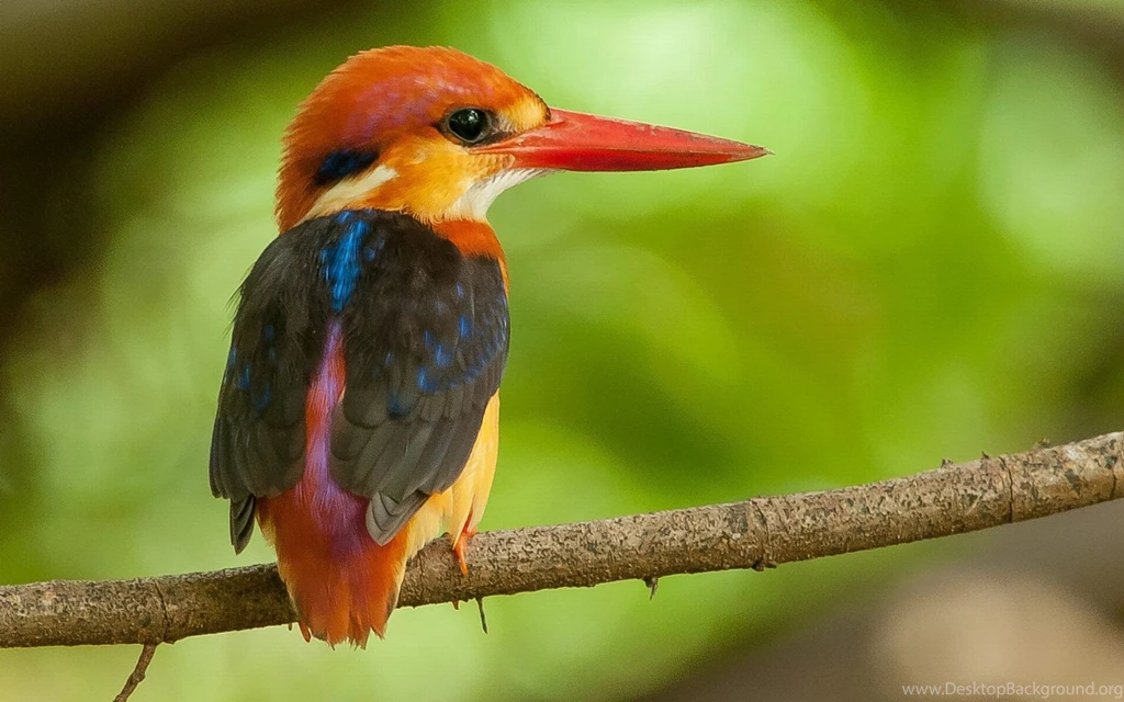 The Kingfisher Wallpapers Free Download For Desktop & Mobile