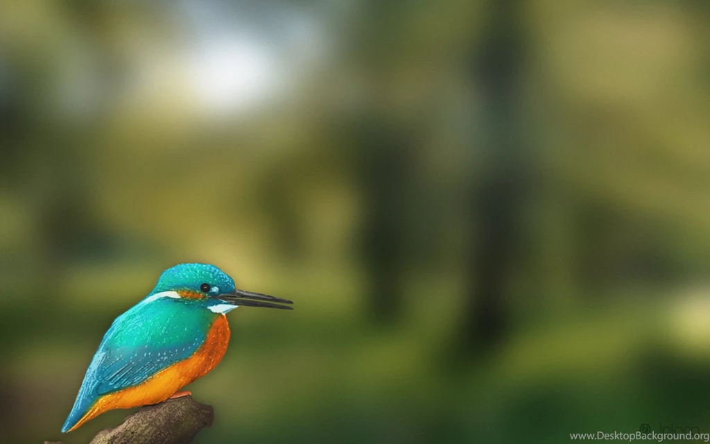 Kingfisher Wallpapers ImgMob