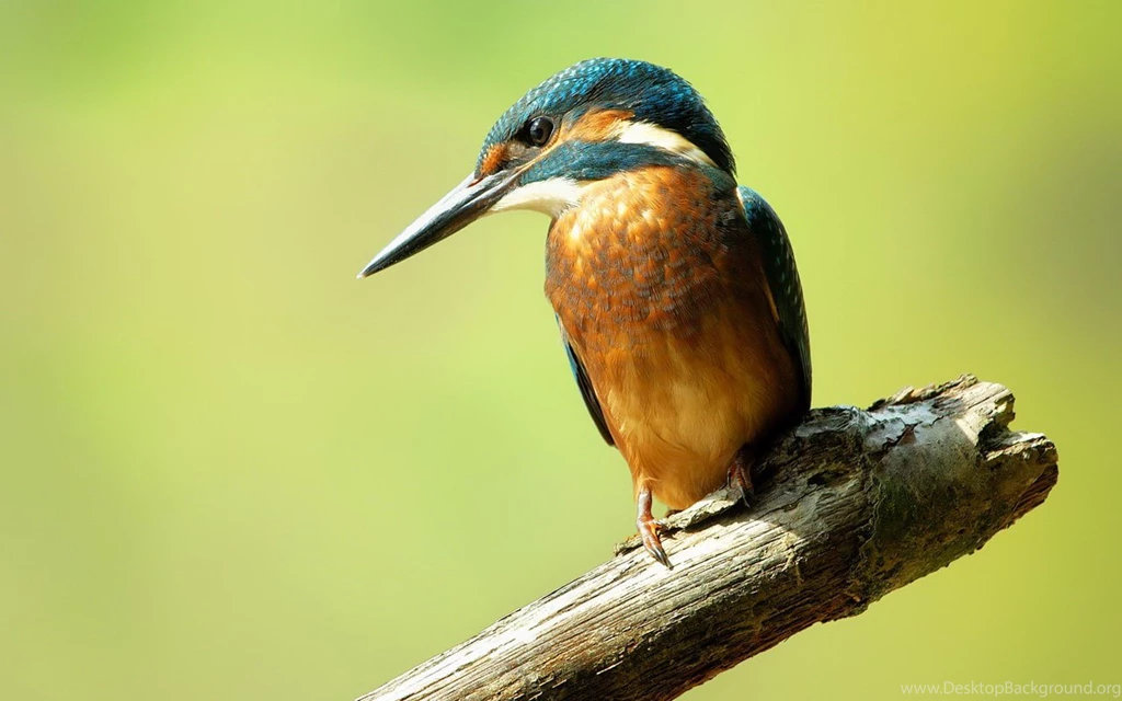 Kingfisher Wallpapers
