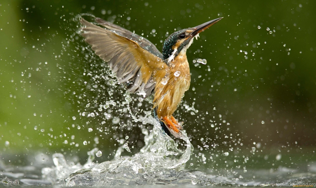 Kingfisher Computer Wallpapers, Desktop Backgrounds
