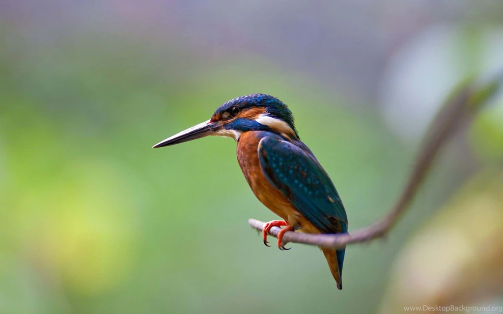 Kingfisher Wallpapers 2580 1920x1200 UMad.com
