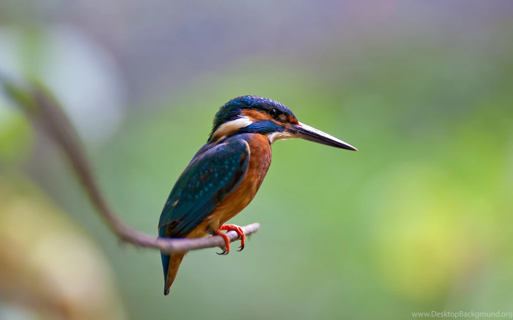 2 Belted Kingfisher HD Wallpapers