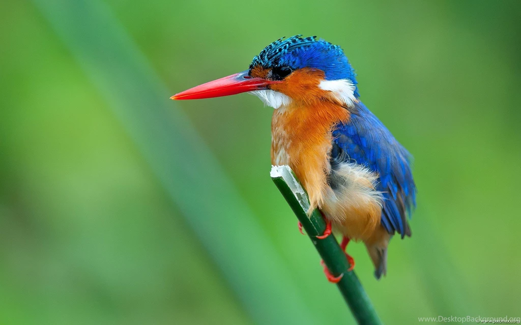 Malachite Kingfisher HD Desktop Wallpapers : Widescreen : High ...