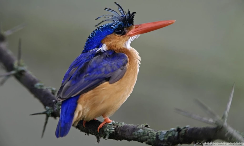 Malachite Kingfisher Lake Nakuru National Park Kenya HD Desktop ...
