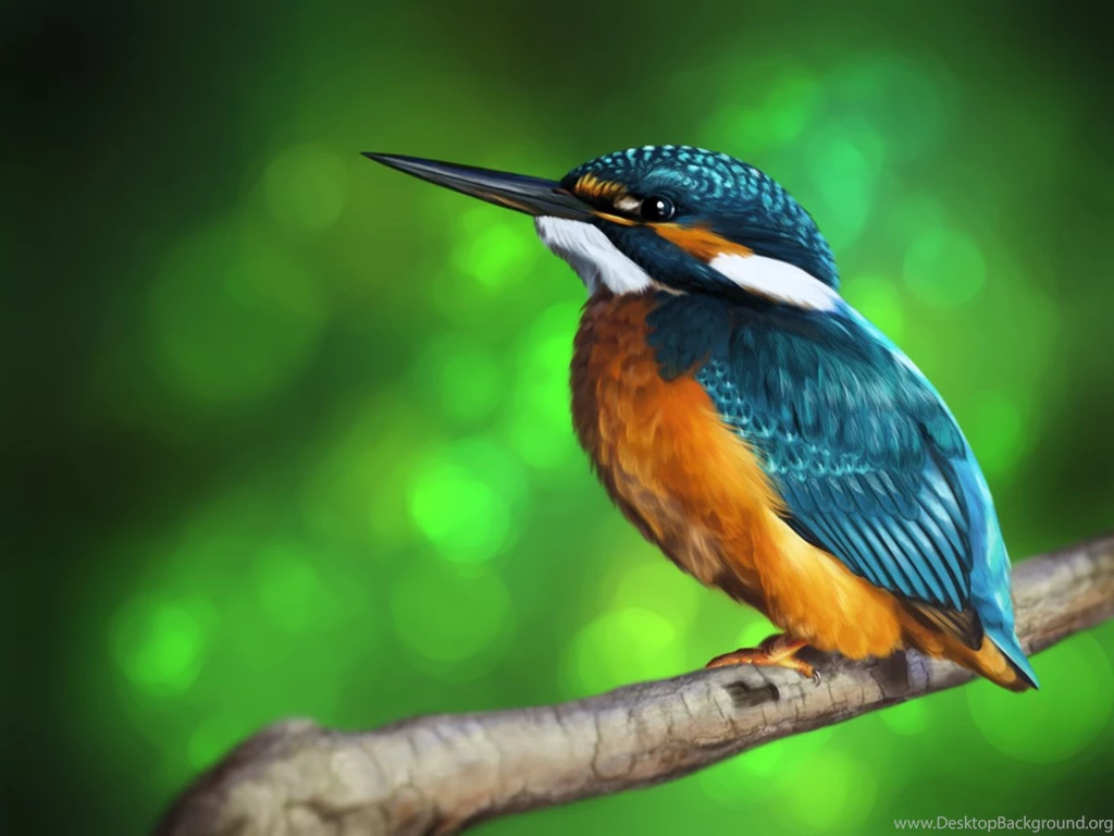 HD Kingfisher Wallpapers And Photos
