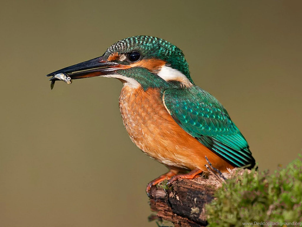 Kingfisher (