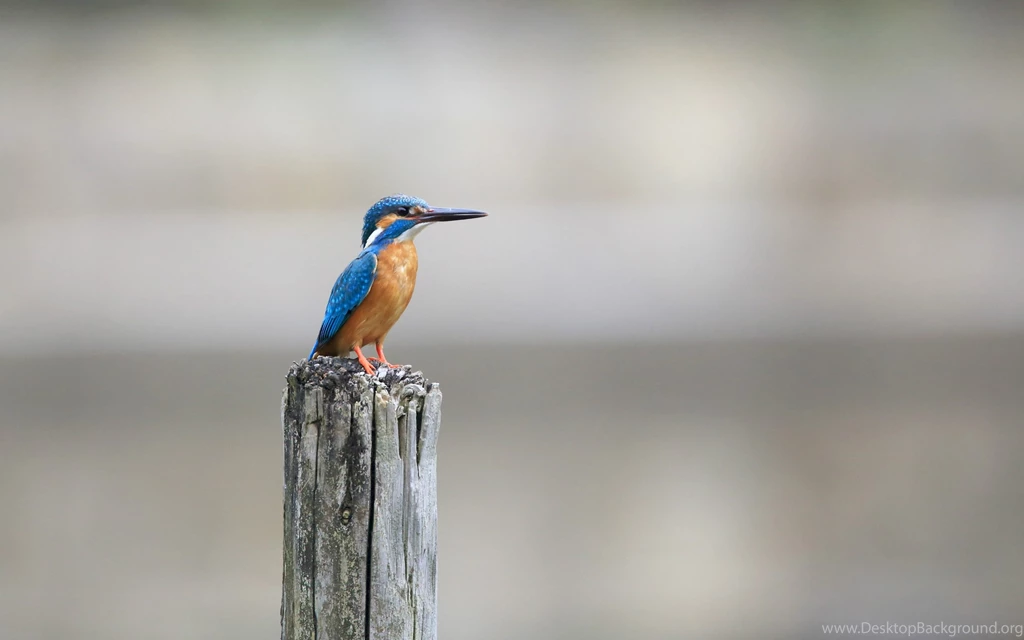 Birds Couple HD Wallpapers For Desktop And Mobile