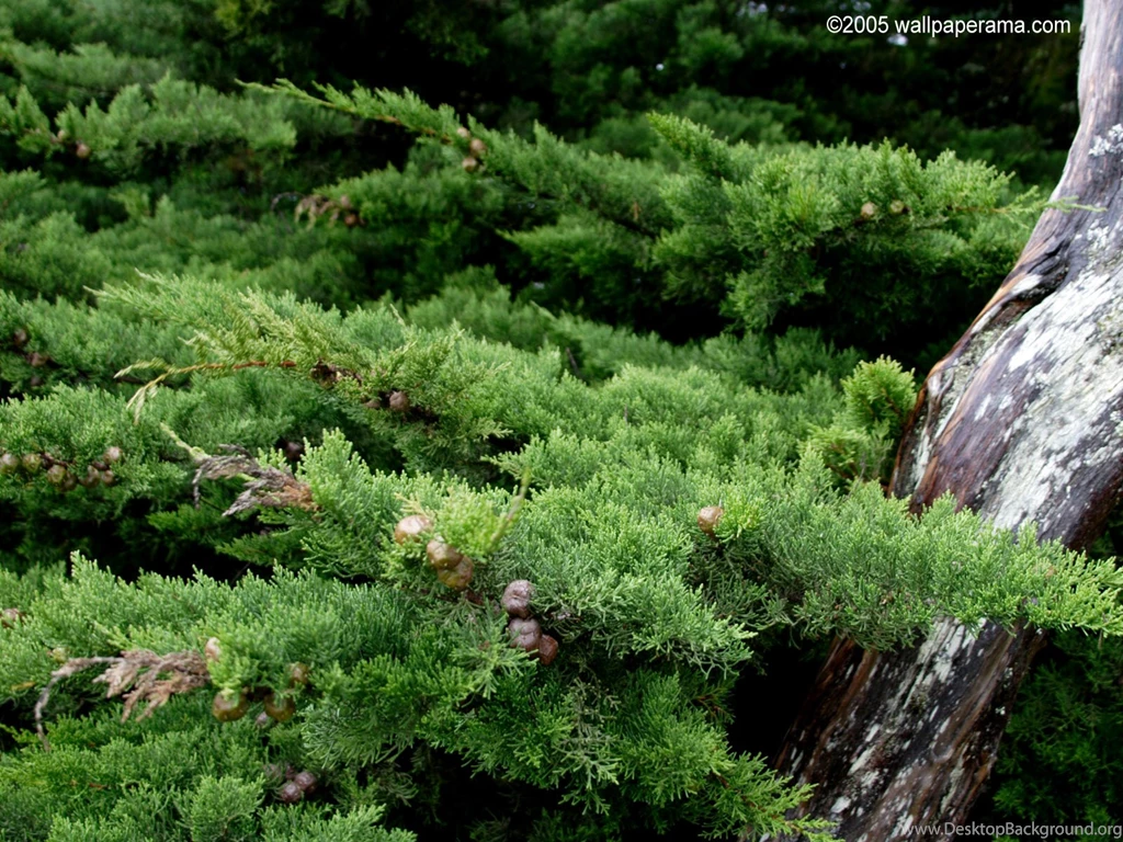 Wallpapers Bonsai Tree Safe 1600x1200
