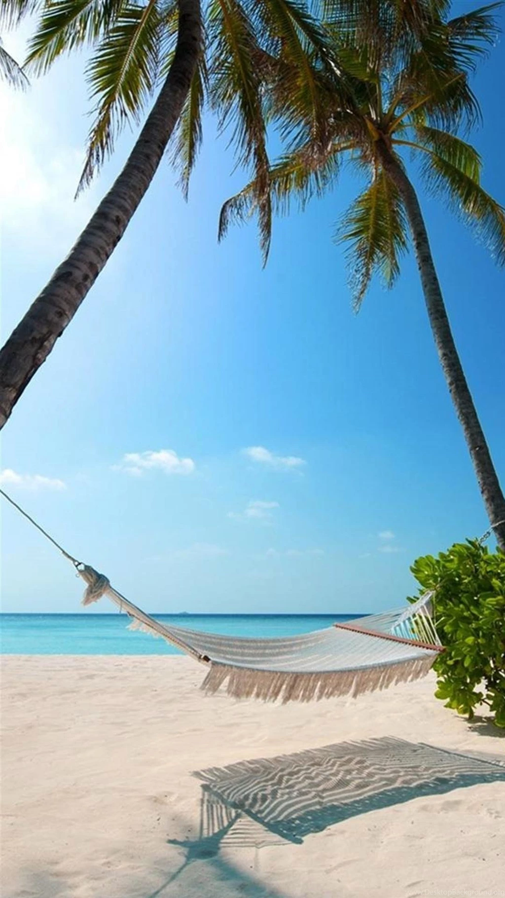Exotic Beach Palm Trees Hammock HD Wallpapers