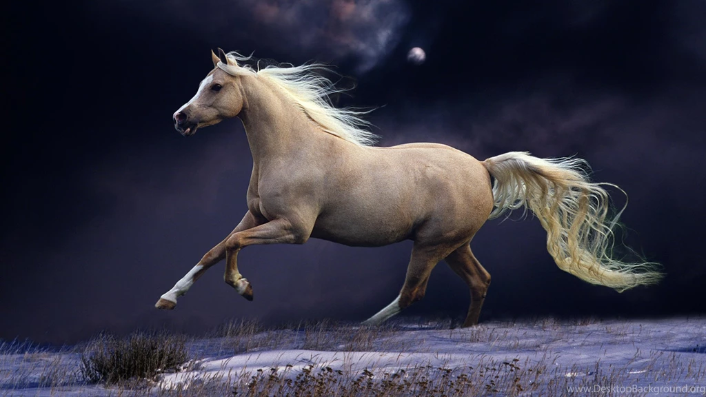 1027 Horse HD Wallpapers