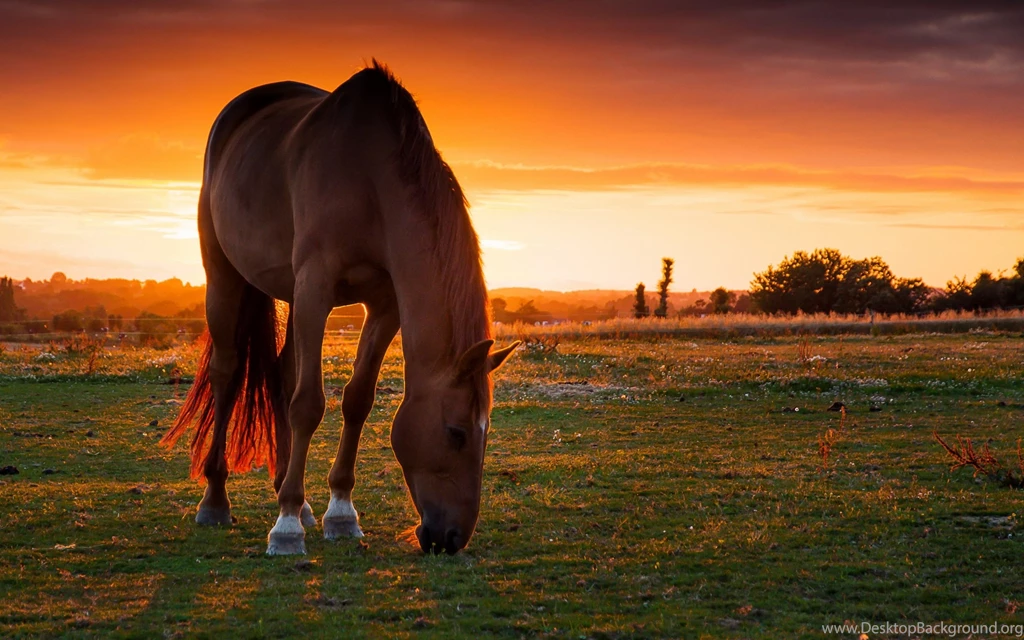 The White Horse HD Wallpapers For Desktop In High Quality