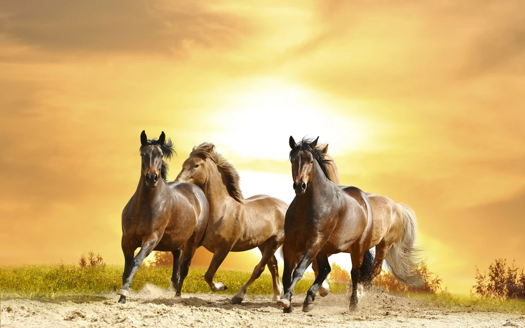 Horse Herd Running Sunset HD Wallpapers