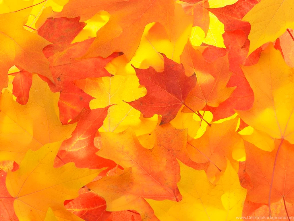 Fall Leaf Backgrounds   Wallpapers Zone