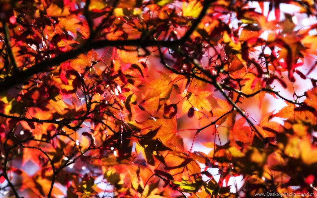 Fall Leaves Backgrounds Related Keywords & Suggestions Fall ...