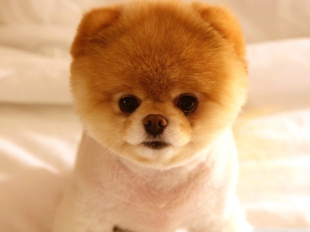 Cute Dog Boo HD Desktop Wallpapers : Widescreen : High Definition ...