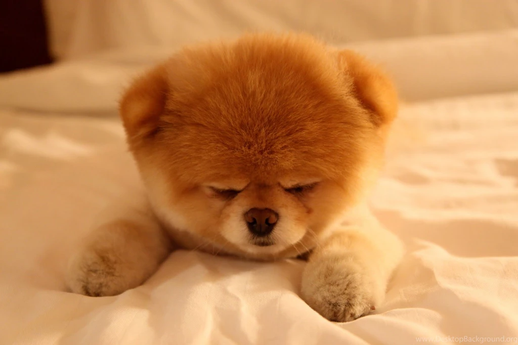 Animal Boo Pictures Wallpapers