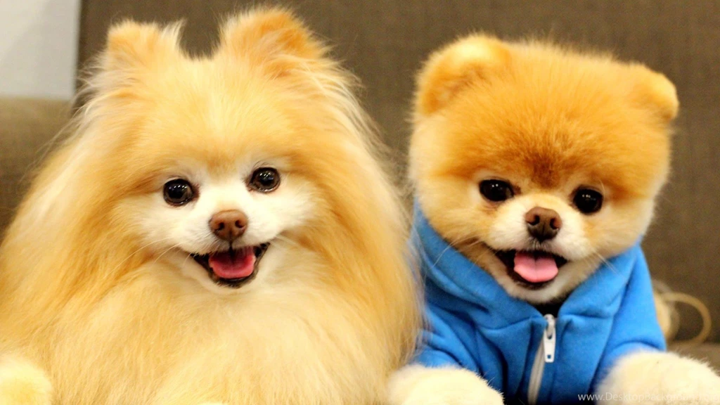 Boo The Dog Wallpapers Wallpapers Zone