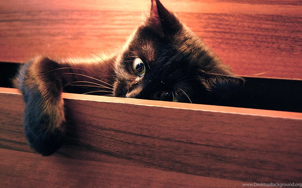 Peek A Boo! >> HD Wallpaper, Get It Now!