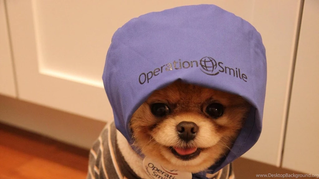 Boo Dog Wallpapers HD