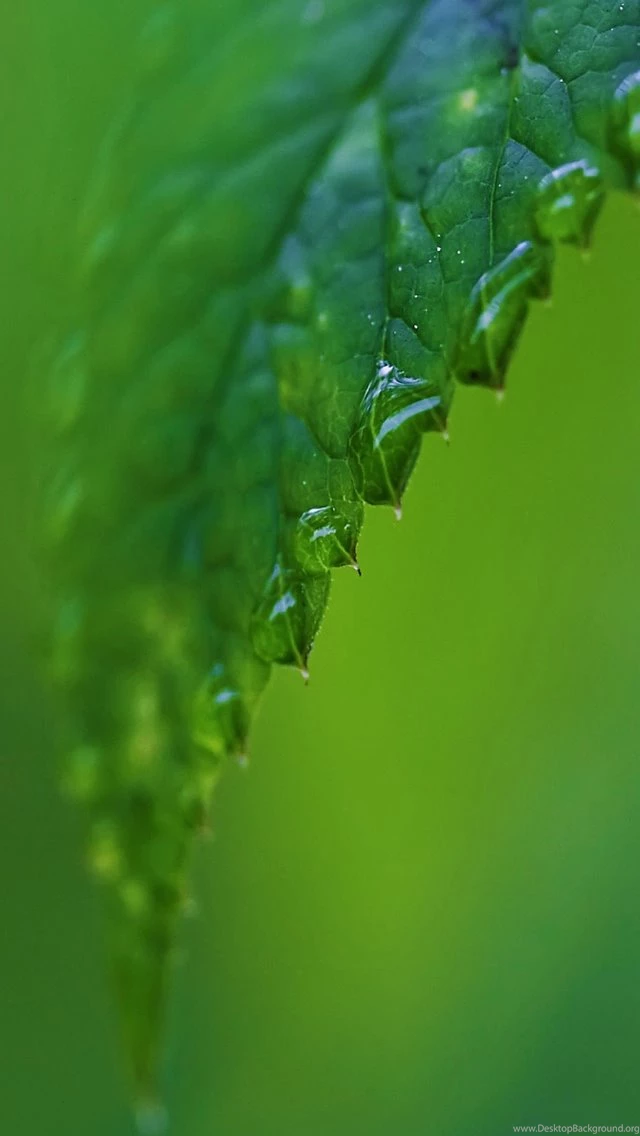 Raindrops On A Green Leaf iPhone 5s Wallpapers Download