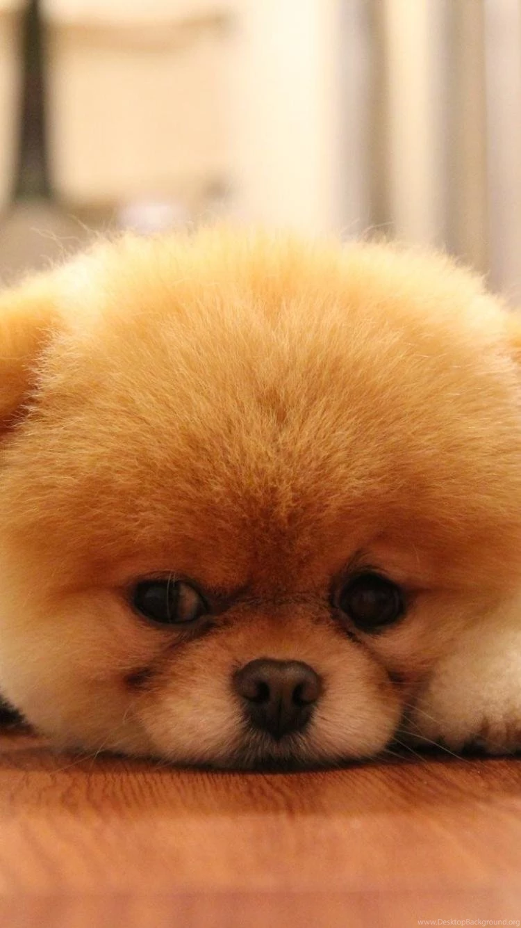 Animals Dogs Pets Pomeranian Boo Wallpapers